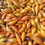 Buy Iboga Seeds Online