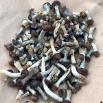 Buy psychedelic mushrooms