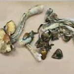 Microdosing Psilocybin Mushrooms