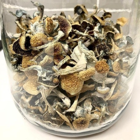 Psilocybe Azurescens mushroom spores for sale