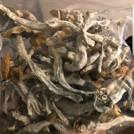 buy Psilocybin for therapy