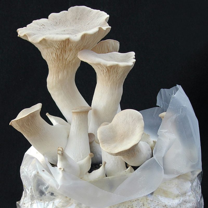 Oyster mushroom for sale