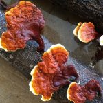 Buy red Reishi mushroom