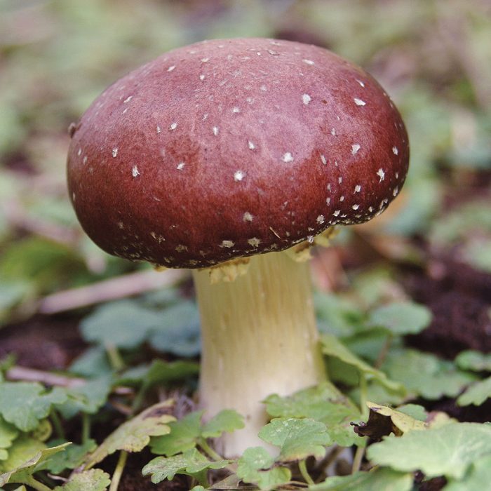 buy Wine Cap mushrooms