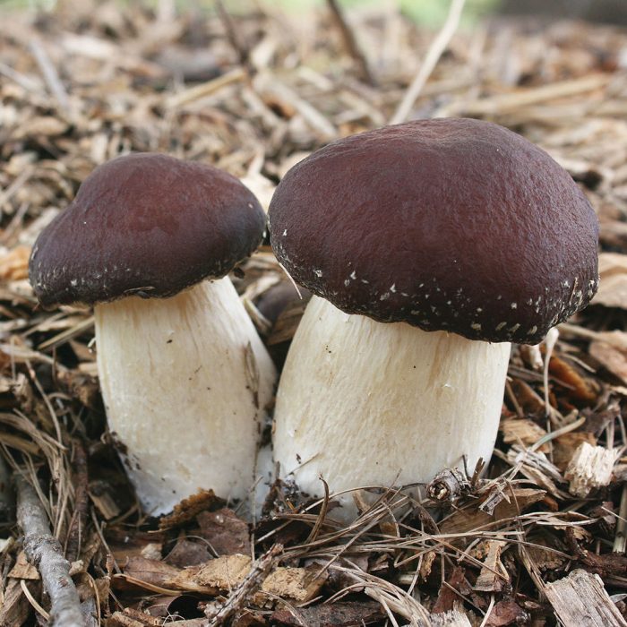 buy Wine Cap mushrooms,