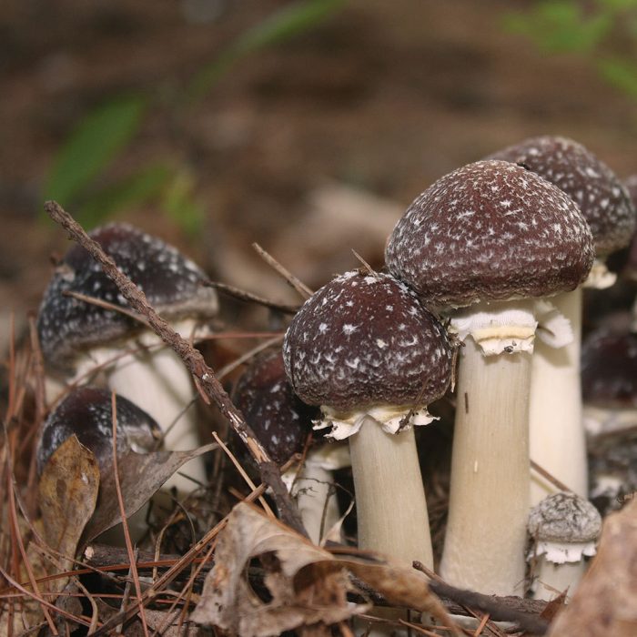 buy Wine Cap mushrooms