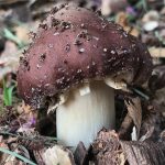 buy Wine Cap mushrooms