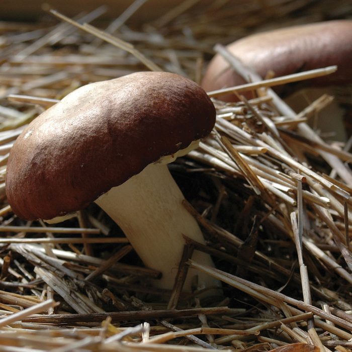 buy Wine Cap mushrooms