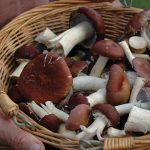 buy Wine Cap mushrooms