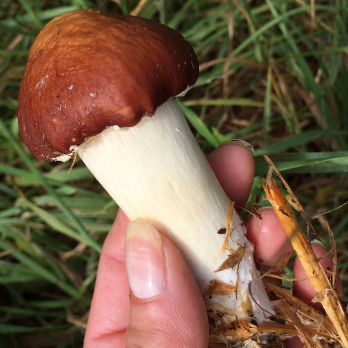 buy Wine Cap mushrooms