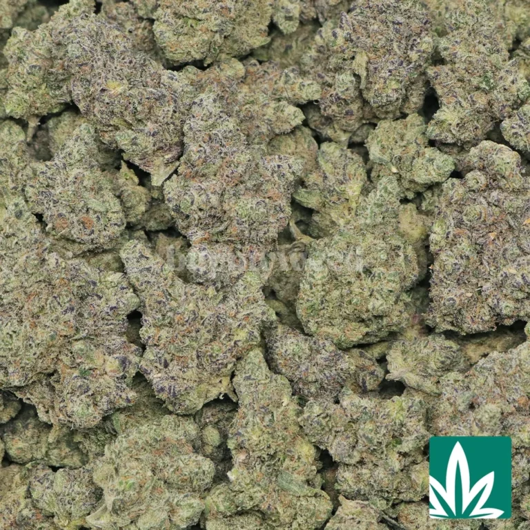 blue lobster strain​