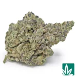 blue lobster strain​