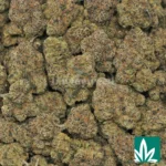 bubblegum gelato strain​