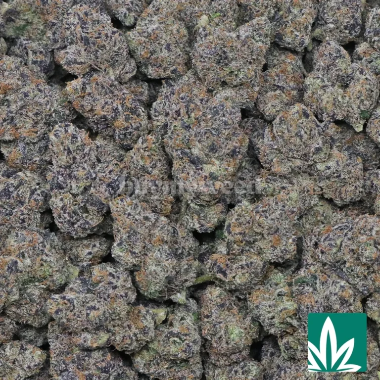 lcg strain​