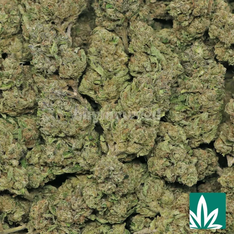 lemon cherry strain​