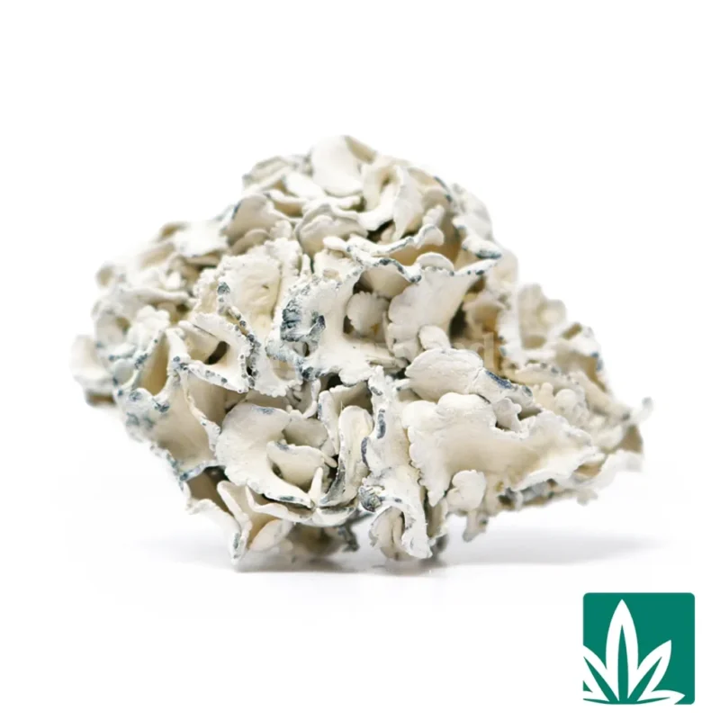 enigma shrooms​