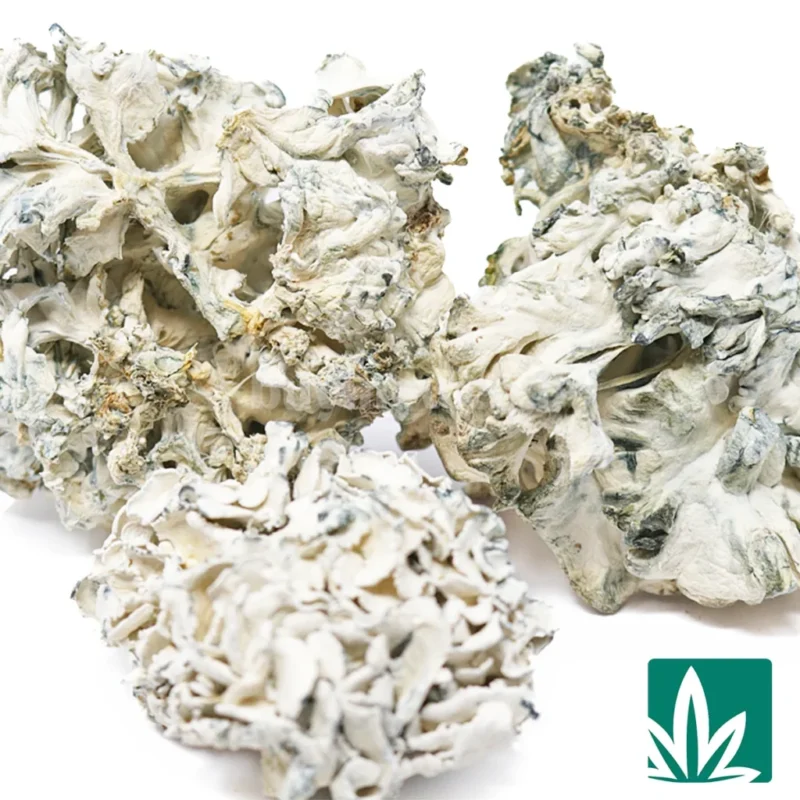 enigma shrooms​