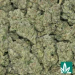 kush mintz strain​