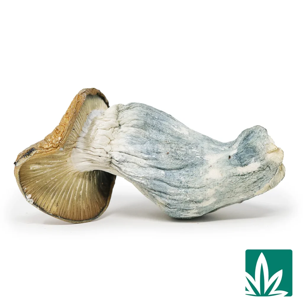manna2-1024x1024 Manna - Image 1